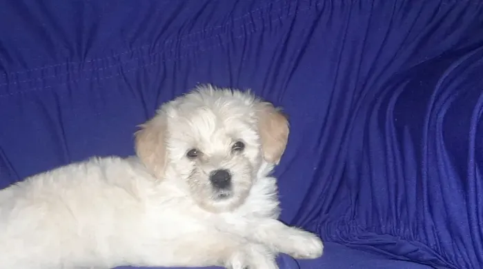 Filhote poodle fêmea.