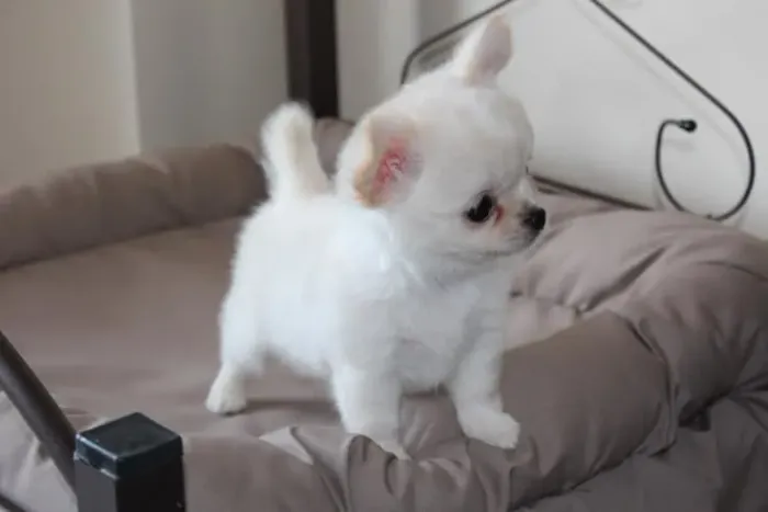 Chihuahua 