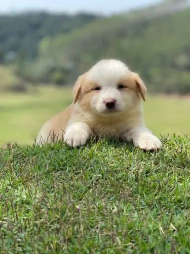 BORDER collie para São Fidélis