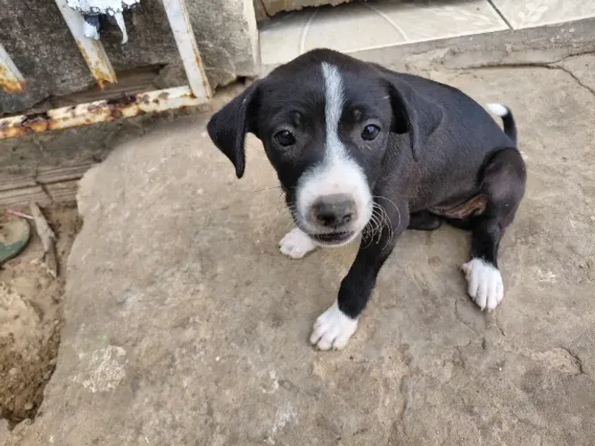 Vende-se cachorro pitbull com vira lata