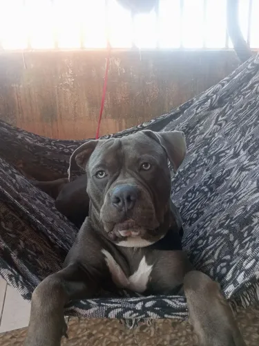 Doa um cachorro