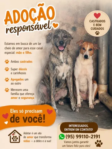 Lindos cachorros mãe e filho castrados