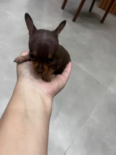 Pinscher zero maravilhoso