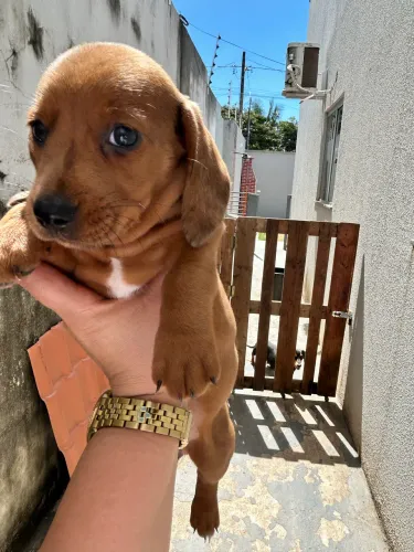  FILHOTE FÊMEA DE SALSICHA (DACHSHUND) DISPONÍVEL! ?