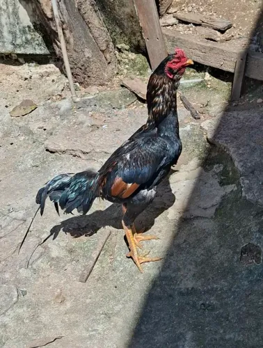 Galo e galinhas