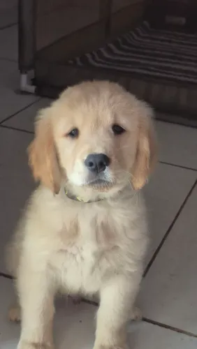 Lindos filhotes Golden Retriever