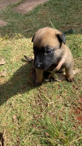 Filhote de pastor malinois