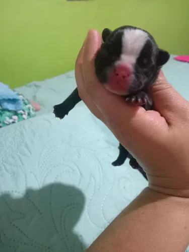 Bull dog francês fêmeas disponível pra reserva