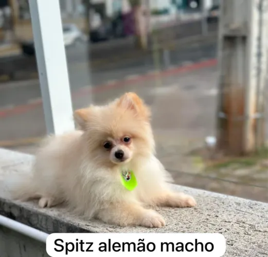 Lindos filhotes de spitz 
