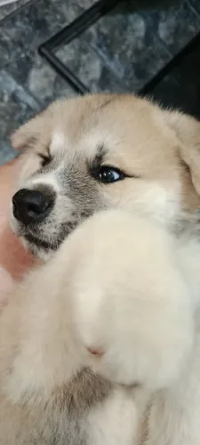 Filhote Akita macho -Vermelho