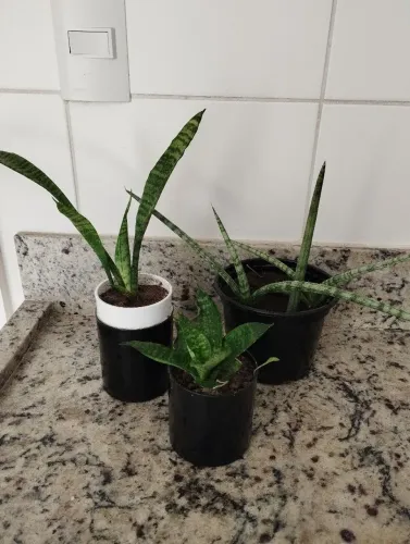 Planta  todas por 15 reais 