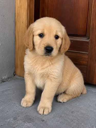 Golden Retriever filhotes saudáveis e bem cuidados