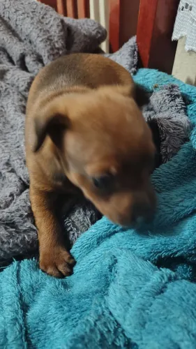 Vende-se pinscher