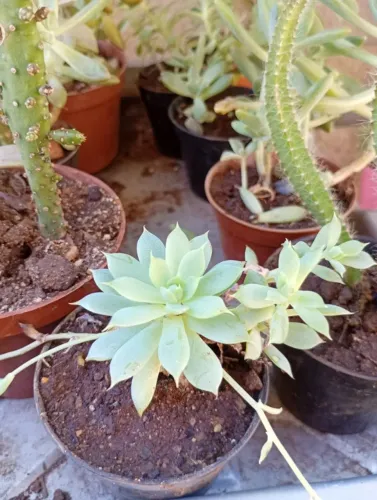 Mudas de suculentas