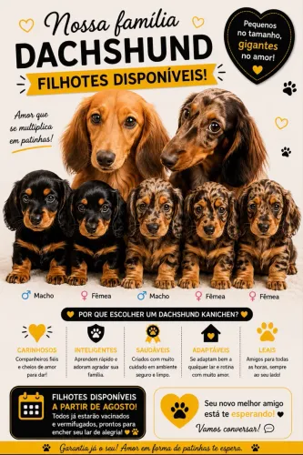 Dashund Salsicha Manaus