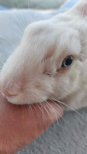 Linda Coelha Branca com olhos Azuis Disponível 