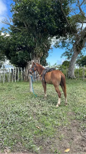 Vendo Cavalo Quarto de Milha