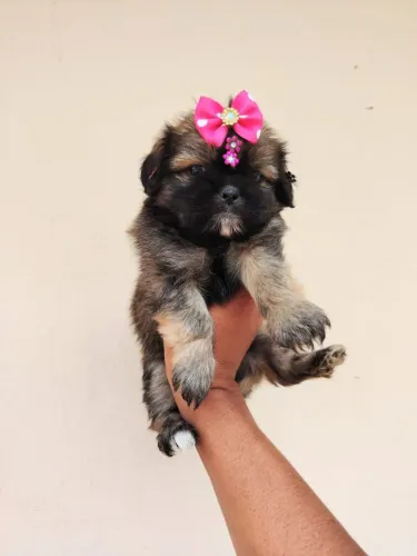 Linda shih tzu fêmea perfeita shihtzu