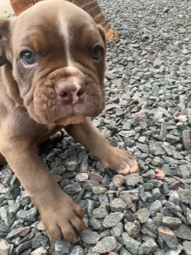 Buldogue campeiro