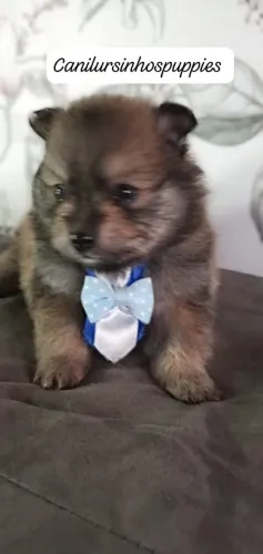 spitz alemão anão bebes pronta entrega