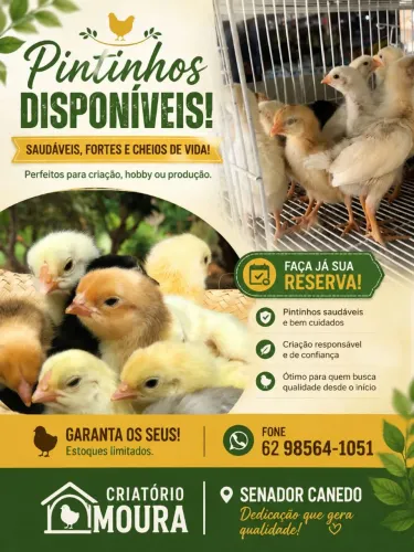 Vendo pintinhos caipira .