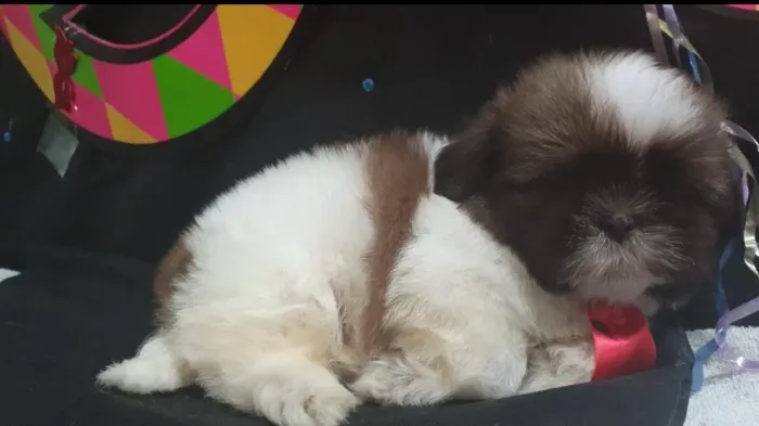 Estou doando shihtzu