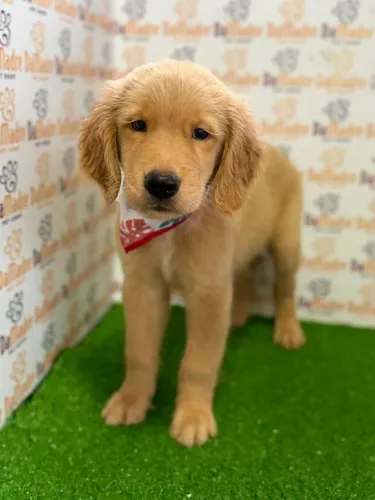 Golden Retriever Macho 