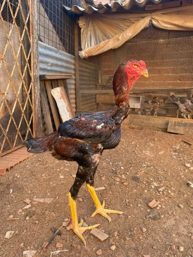 Frango índio gigante