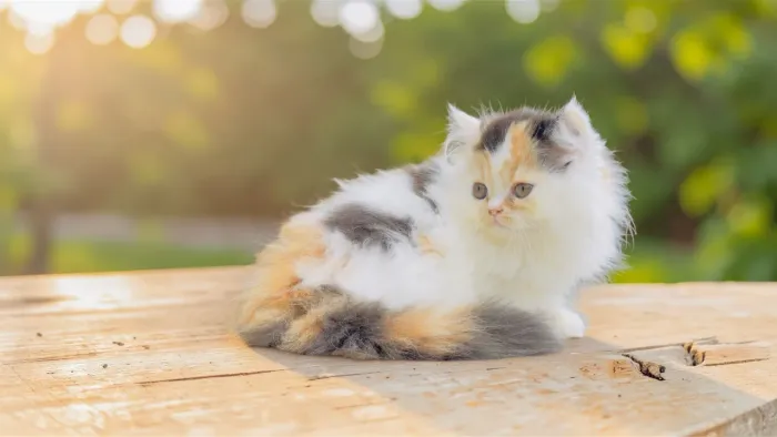 Fêmea de Perda Tricolor 