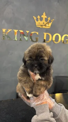 Shih Tzu | Um Filhote Cheio de Carinho Espera por Você