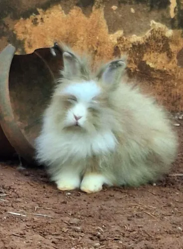 MINI COELHO LION HEAD