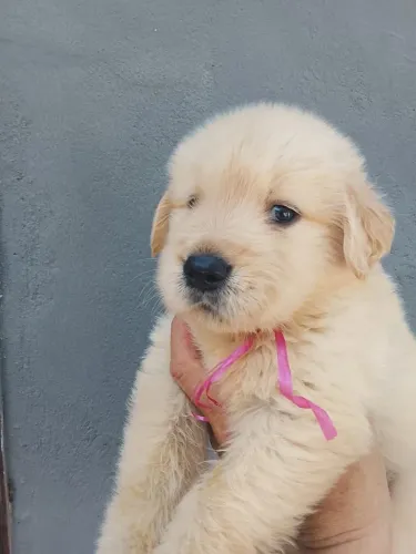 Golden Retriever Filhotes Lindos Raça Inteligente e Amiga