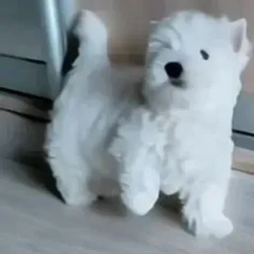 West Terrier Filhote Muito Brincalhão Branco