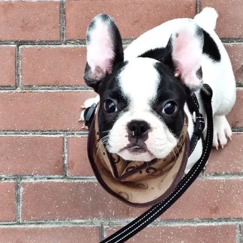 Bulldogue Francês - O Pet Certo Para Começar Uma Nova História