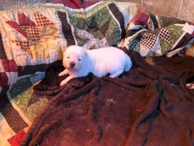Chow Chow,Chow Chow Filhote Peludo e Pronto para um Novo Lar com Amor