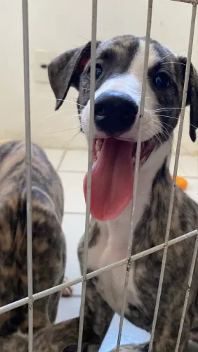 2 filhotes machos de Whippet (Galgo) disponíveis!
