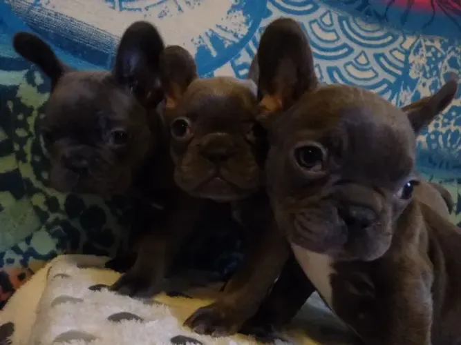 Um pequeno companheiro para grandes momentos