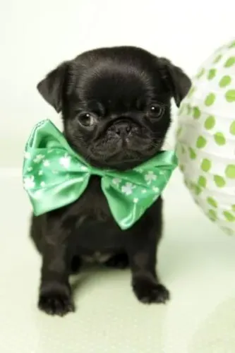 Pug - Energia Boa Em Cada Patinha 