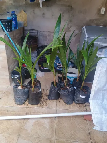 Mudas de coco Anão