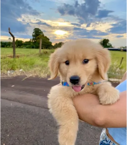 Vendo Golden retriever