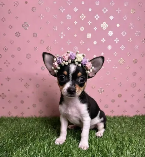 Pinscher Fêmea Princesinha