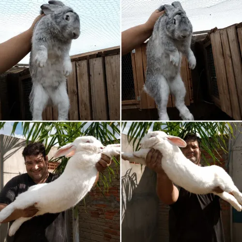 Coelhos Gigantes de Flandres