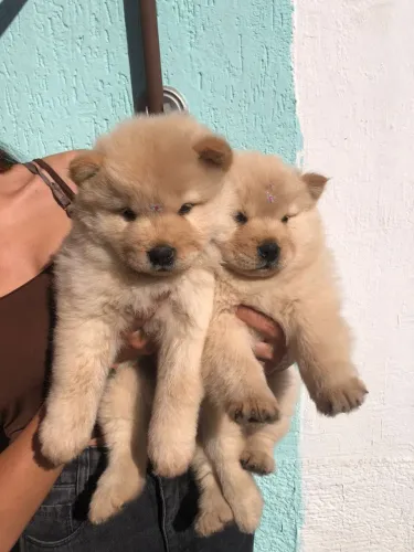 Um pontinho de alegria para sua casa, Chow chow femêa