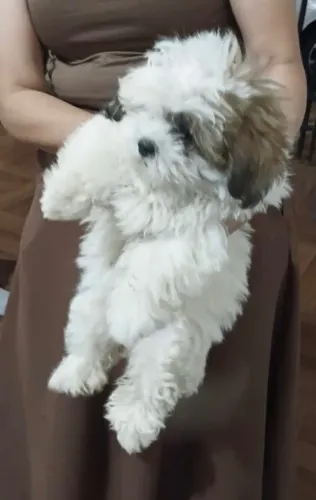 Filhote de Lhasa apso fêmea 2 meses Vacinada