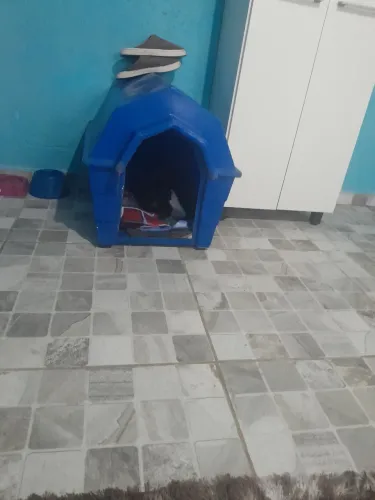 Do a sound. Cachorro