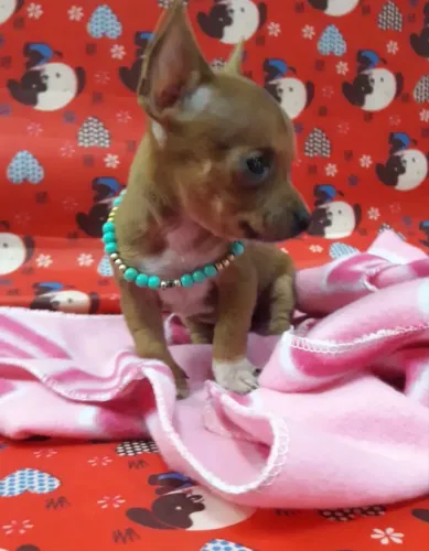 Pinscher com 78 dias vacinado