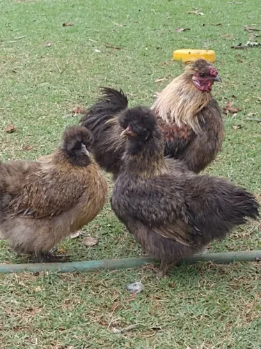 Galinha sedosas 