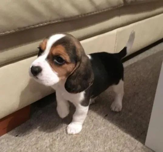 Beagle Filhotes Desejados Miniaturas Pronta Entrega.