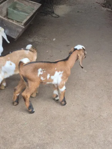 Filhotes de cabras leiteira