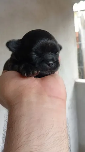 Filhote shih tzu